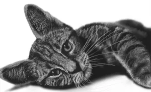 A Cat Comes To Life: 6 Hours In 150 Seconds