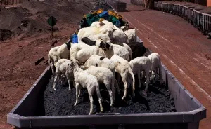Freight Train Hopping In Mauritania: 4000 Kilometers In A Cargo Carriage With Local Shepherds And Their Sheep