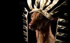 I Found A Way To Honor My Pharaoh Hound And The Joy He Gives Us Through Images Will Make You Smile!