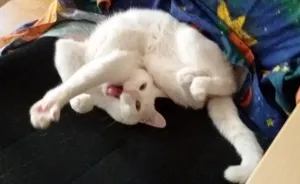 I Promise You This Is Not Catsorcism
