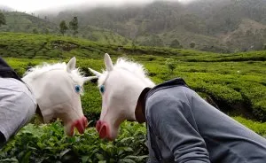 Unicorns Traveling In Asia