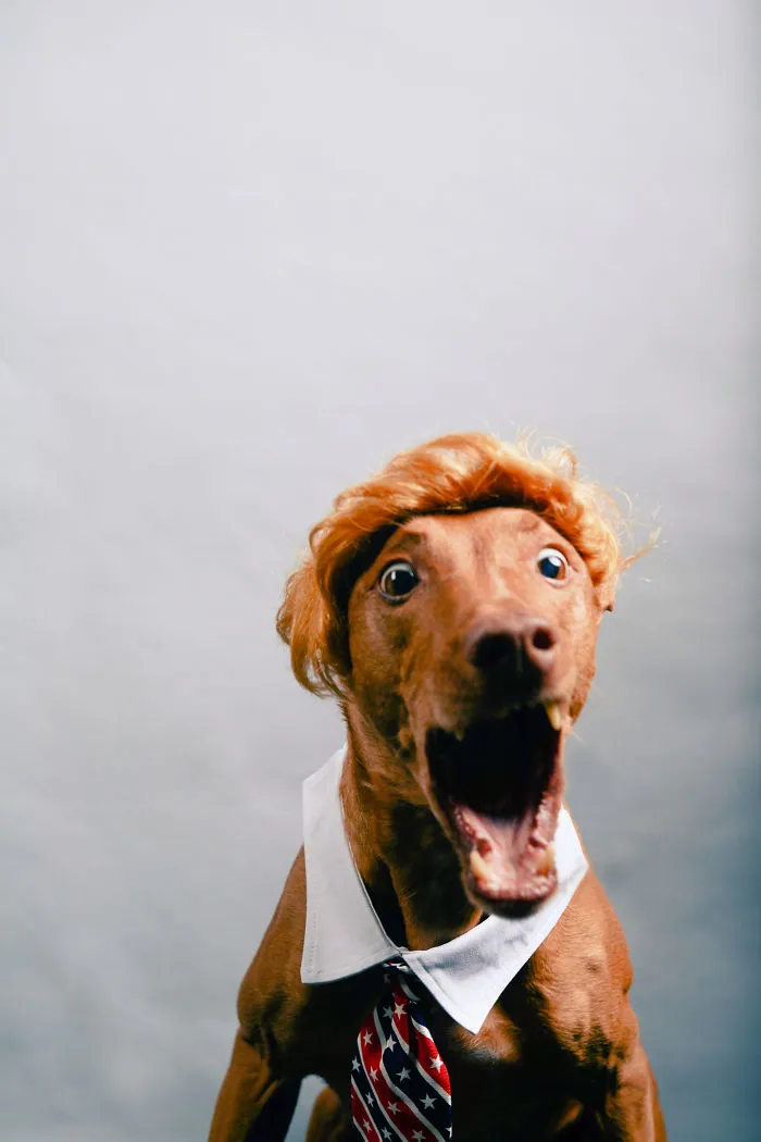 I Found A Way To Honor My Pharaoh Hound And The Joy He Gives Us Through Images Will Make You Smile!