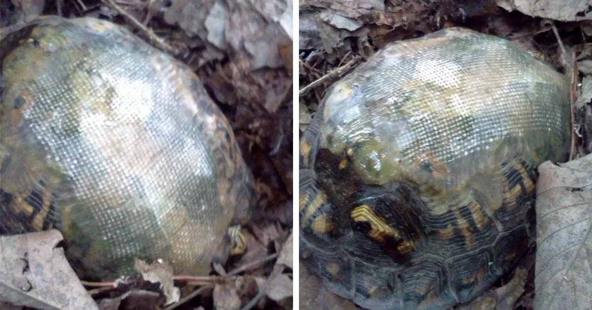 Esta veterinaria usó fibra de vidrio para reparar el caparazón roto de una tortuga, y la soltó en un bosque. Años después...