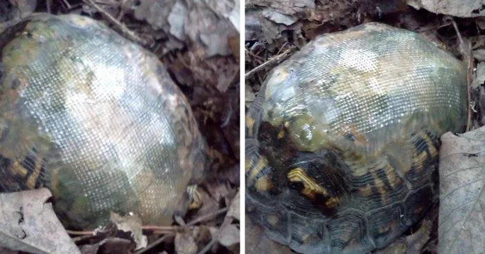 Vet Uses Fiberglass To Fix Turtle's Shell Broken In Car Accident And Releases Him In Woods, Then A Few Years Later...