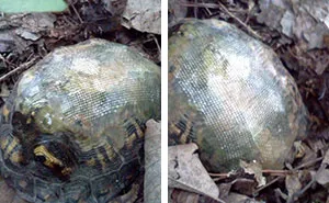 Esta veterinaria usó fibra de vidrio para reparar el caparazón roto de una tortuga, y la soltó en un bosque. Años después...