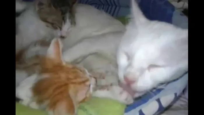 This Cat Loves Cleaning!