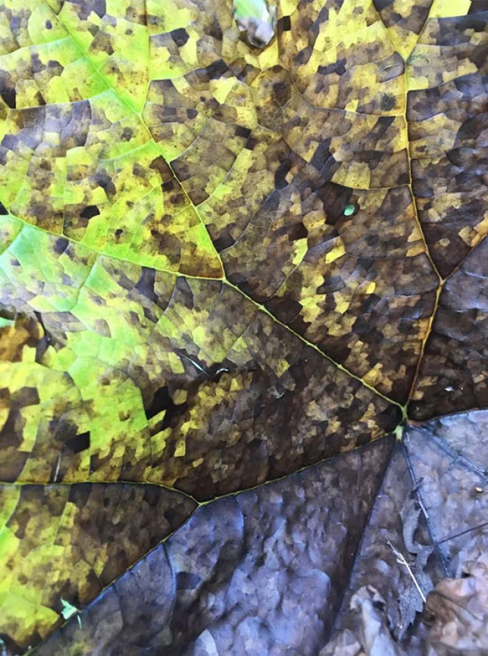 Hoja secándose que parece pixelada