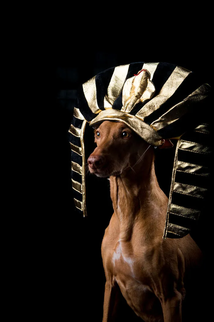 I Found A Way To Honor My Pharaoh Hound And The Joy He Gives Us Through Images Will Make You Smile!