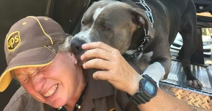 This UPS Driver Just Adopted A Pit Bull On Her Work Route After The Death Of His Owner