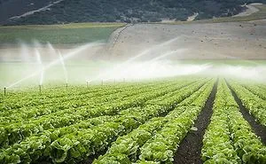 Causes, Effects And Remediation For Over-Fertilization Of Soil