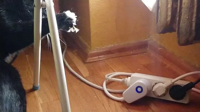 My Roommate's Cat Hunting A Moth On 960 Fps Super Slow Motion!!!