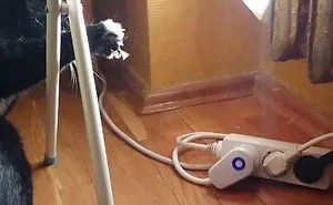 My Roommate's Cat Hunting A Moth On 960 Fps Super Slow Motion!!!