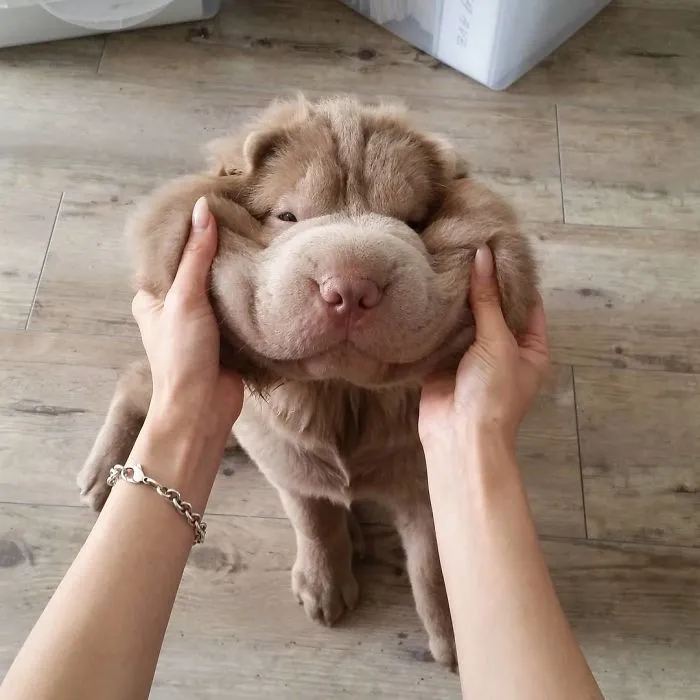 10+ Perros con mofletes blanditos que necesitas pellizcar
