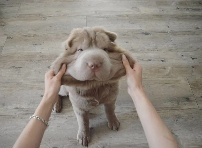 66 Squishy Dog Cheeks That Are Impossible To Resist Squishing