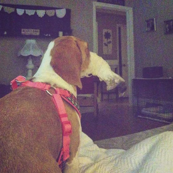 Elephant Dog