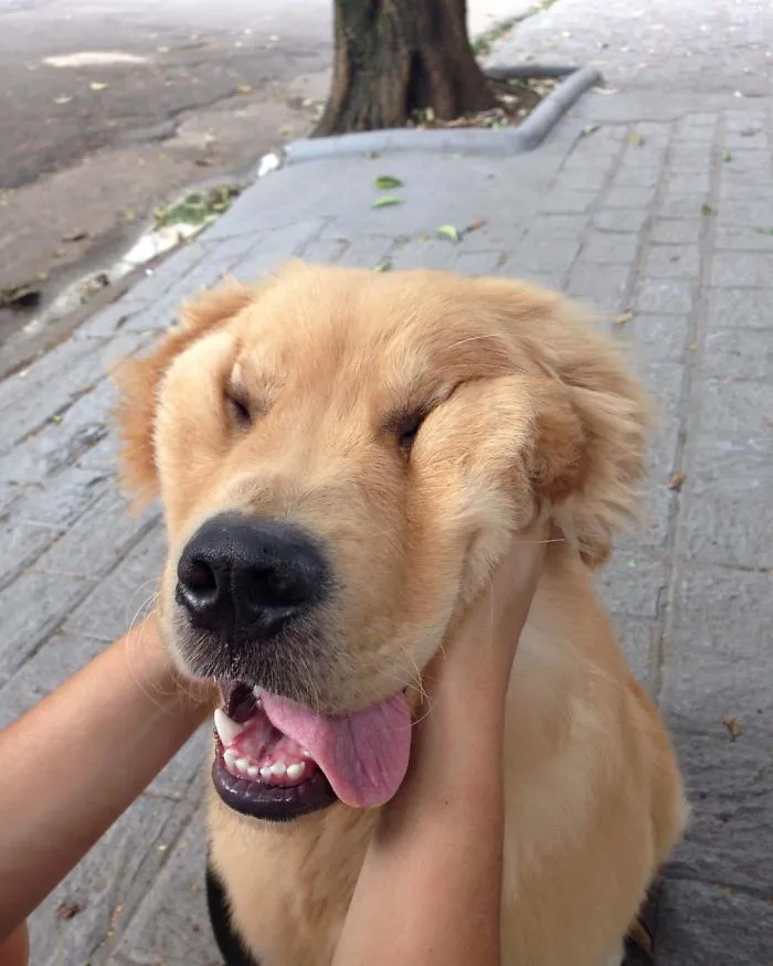 66 Squishy Dog Cheeks That Are Impossible To Resist Squishing