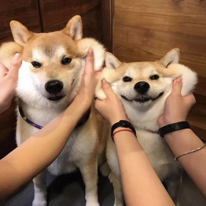 10+ Perros con mofletes blanditos que necesitas pellizcar
