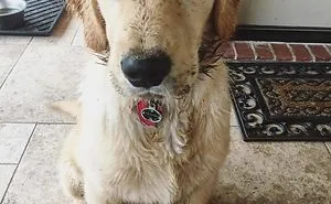 210 Times Golden Retriever Puppies Were The Purest Thing In The World
