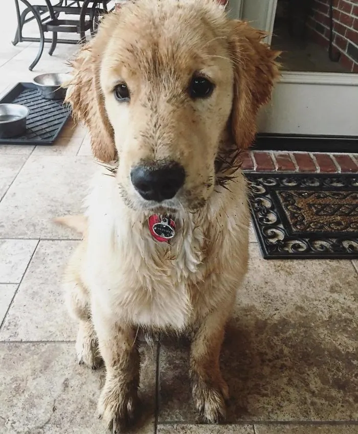 Look Who Got Their Paws Little Dirty Today