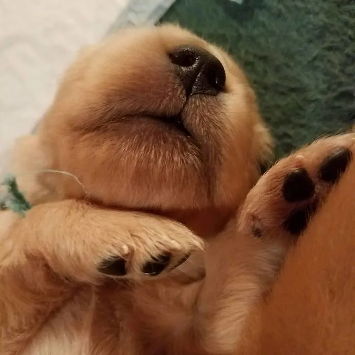 Morrito