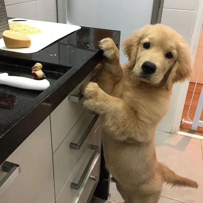 ¿Qué hay para cenar?