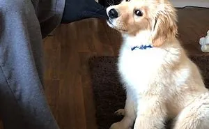 210 Times Golden Retriever Puppies Were The Purest Thing In The World