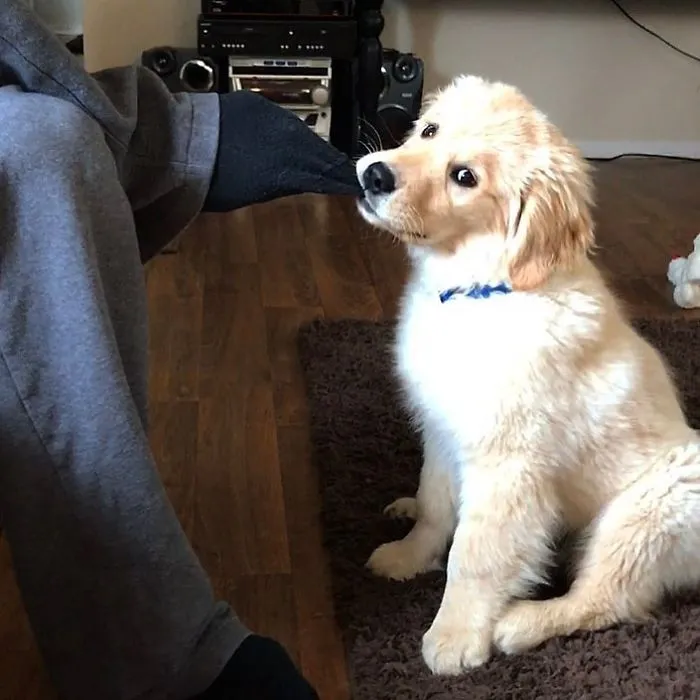 Pretty Pwease Can I Have Your Sock Dad? I Promise I Will Give It Back...maybe Not In One Piece
