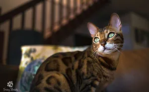 A Pet Photographer At The Beck And Call Of Her Kitty Clients.