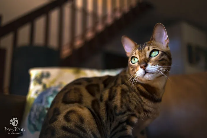 A Pet Photographer At The Beck And Call Of Her Kitty Clients.