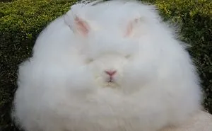 Angora Rabbit | The World's Fluffiest Bunny