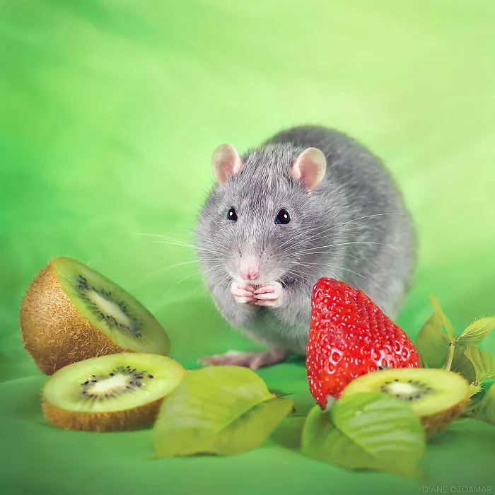 Kiwi Or Strawberry? That Is The Question... (Blue Suede Shoes)