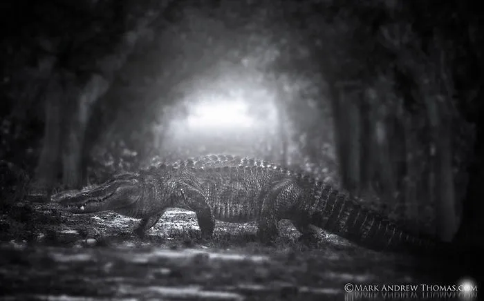 Dawn Of The Everglades