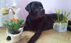 #10 Sweet Labradors!