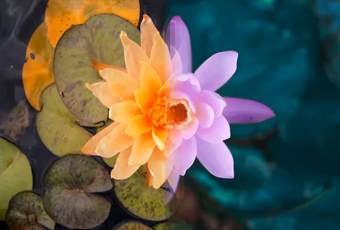 Sydney Flora In Australia Vs Bali Flora In Indonesia