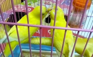 Kissing Love Birds