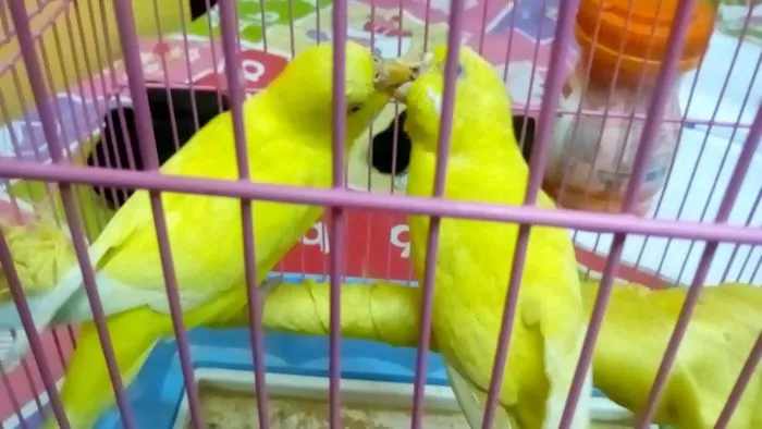 Kissing Love Birds