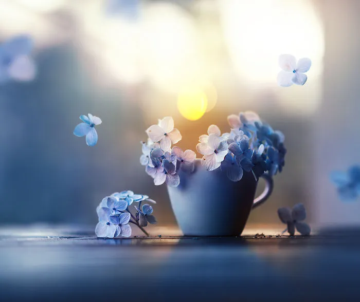 I Use Flowers To Create Magical Images
