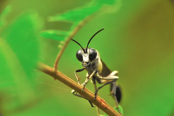 I Take Macro Pictures Of Insects