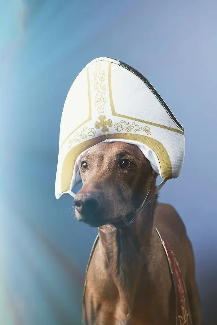 I Found A Way To Honor My Pharaoh Hound And The Joy He Gives Us Through Images Will Make You Smile!