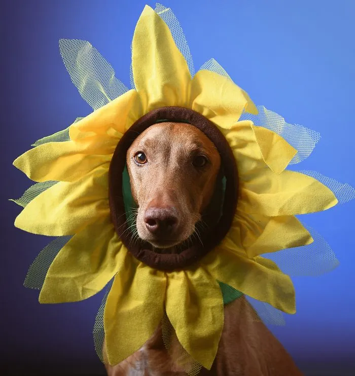 I Found A Way To Honor My Pharaoh Hound And The Joy He Gives Us Through Images Will Make You Smile!