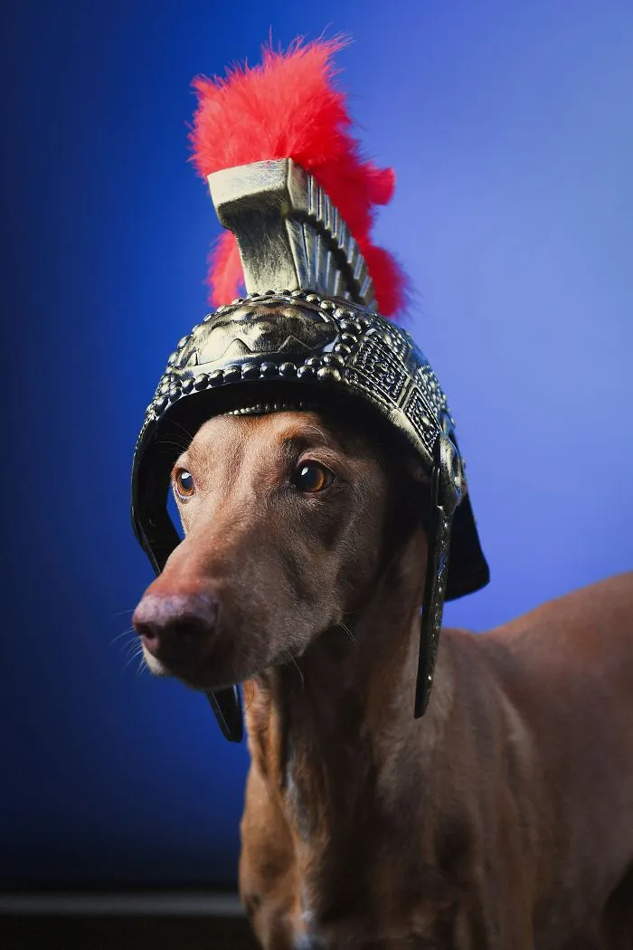I Found A Way To Honor My Pharaoh Hound And The Joy He Gives Us Through Images Will Make You Smile!