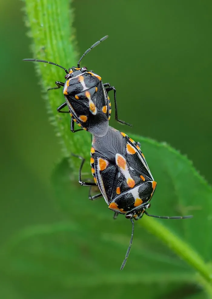 Bagrada Bugs Mating
