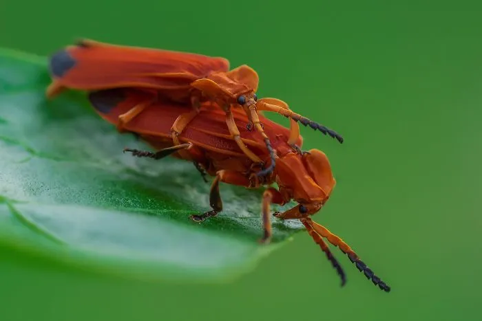 Mating Banded Net-Winged Beetle