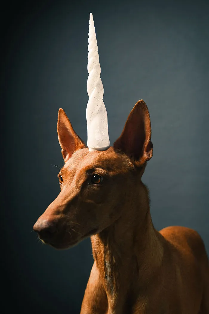 I Found A Way To Honor My Pharaoh Hound And The Joy He Gives Us Through Images Will Make You Smile!