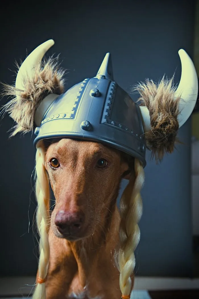 I Found A Way To Honor My Pharaoh Hound And The Joy He Gives Us Through Images Will Make You Smile!