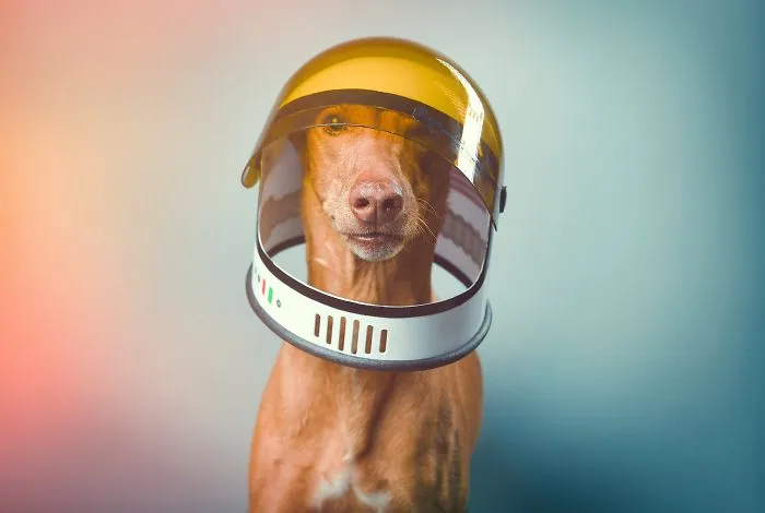 I Found A Way To Honor My Pharaoh Hound And The Joy He Gives Us Through Images Will Make You Smile!