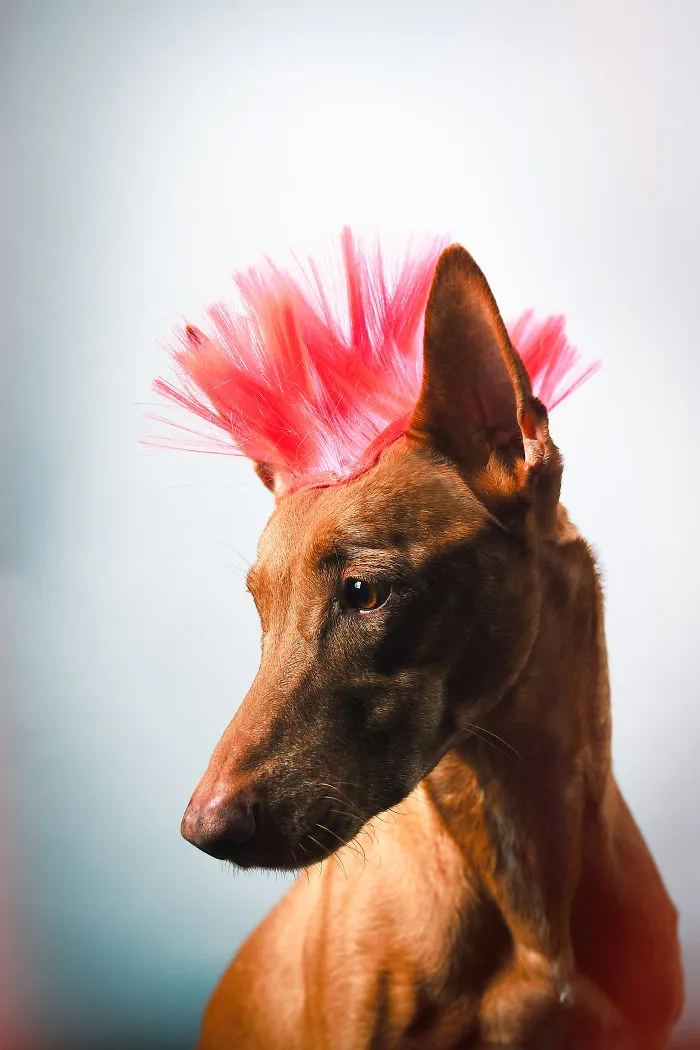 I Found A Way To Honor My Pharaoh Hound And The Joy He Gives Us Through Images Will Make You Smile!
