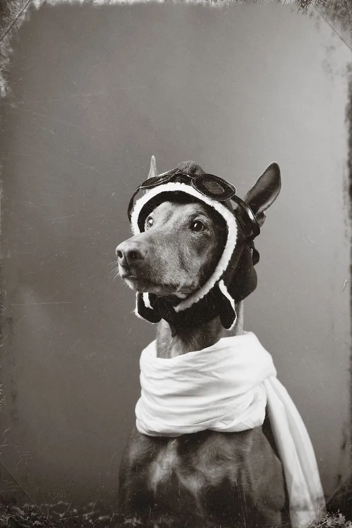 I Found A Way To Honor My Pharaoh Hound And The Joy He Gives Us Through Images Will Make You Smile!