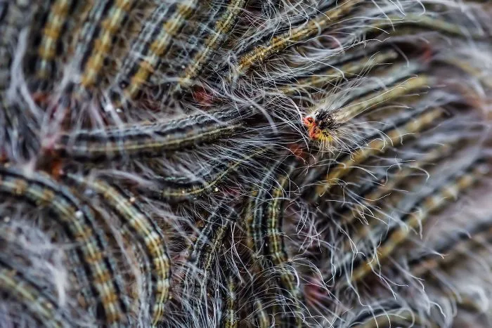 Caterpillar Cuddle Up