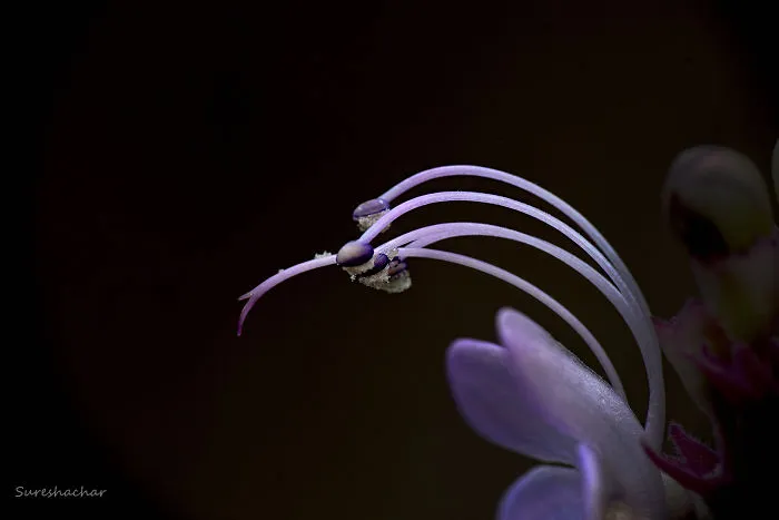 I Take Macro Pictures Of Insects